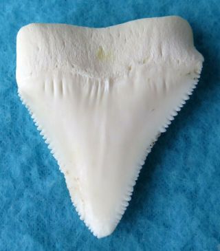 1.  917 " Upper Real Modern Great White Shark Tooth (teeth)