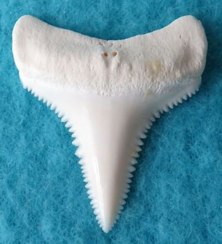 1.  453 " Lower Real Modern Great White Shark Tooth (teeth)
