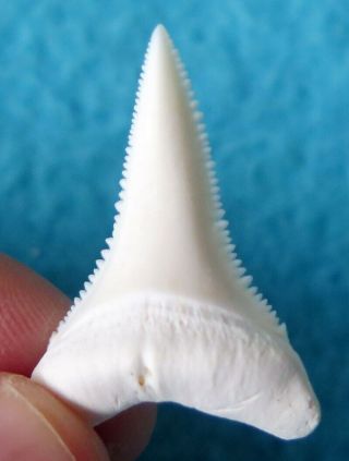 1.  427 " Lower Real Modern Great White Shark Tooth (teeth)