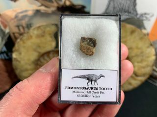 Edmontosaurus Tooth 04 - Hell Creek Formation,  Hadrosaur Dinosaur Fossil