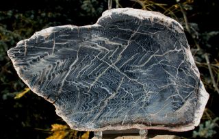 Sis: Nicely Preserved Montana Petrified Wood Specimen - Kinky Sequoia