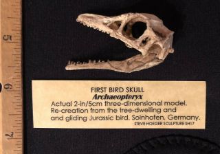 Model Archaeopteryx (first Bird And Velociraptor Relative) Fossil Skull
