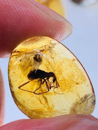 Extinct Cascomastigus Monstrabilis Beetle Burmite Myanmar Amber Insect Fossil