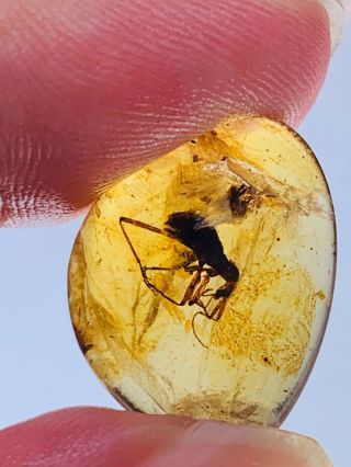 extinct Cascomastigus monstrabilis beetle Burmite Myanmar Amber insect fossil 2