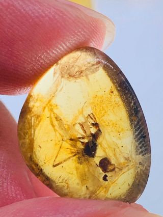 extinct Cascomastigus monstrabilis beetle Burmite Myanmar Amber insect fossil 3