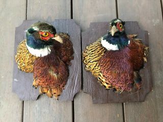 2 Vintage Mounted On Plaque Pheasant Head Real Stuffed Taxidermy