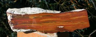 Sis: Immaculate Rip Cut Grassy Mtn.  Petrified Wood - Very Rare