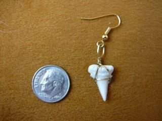 (s806 - 22) 11/16 " One Earring Great White Shark Tooth Teeth Jewelry Sharks Modern