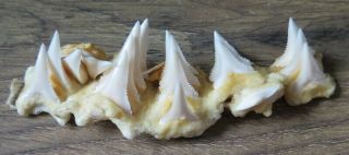 19 Group Lower Real Modern Great White Shark Tooth (teeth)