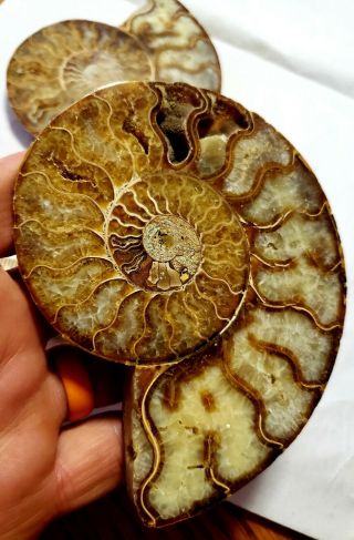Ammonite Fossil Split Pair Great Color Crystal Cavities X - Large Specimen 4.  5 ",