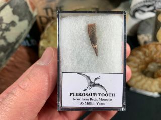 Pterosaur Tooth,  Morocco 04 - Kem Kem,  Dinosaur Era Reptile Fossil