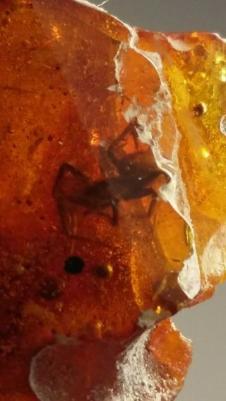 Spider Insect Fossil Inclusion Baltic Amber 3.  2 G.