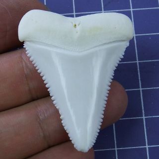 1.  877 Inch Modern Great White Shark Tooth Megalodon Sharks Movie Fan Gb92