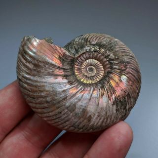 6,  7 Cm (2,  6 In) Ammonite Shell Quenstedtoceras Jurassic Pyrite Russia Fossil