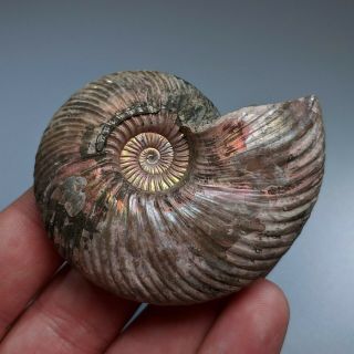 6,  7 cm (2,  6 in) Ammonite shell Quenstedtoceras jurassic pyrite Russia fossil 2