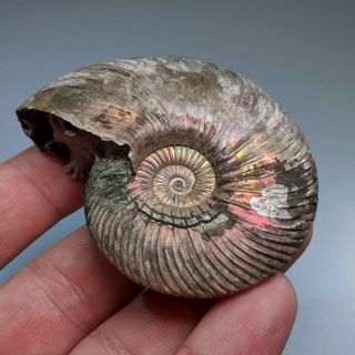 6,  7 cm (2,  6 in) Ammonite shell Quenstedtoceras jurassic pyrite Russia fossil 3