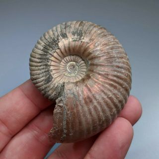 6,  3 Cm (2,  5 In) Ammonite Shell Eboraciceras Jurassic Pyrite Russia Fossil