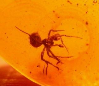 Spider With Rare Pedipalps Displayed In Authentic Dominican Amber Fossil