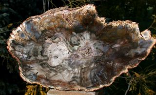 Sis: Unusually Dark 10 " Immaculate Madagascar Petrified Wood Log Heel - Choice