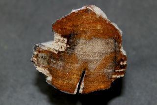Bay Petrified Wood Limb From Entre Rios Province,  Argentina