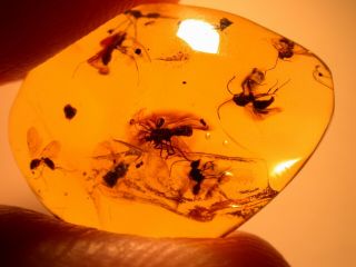 7 Winged Ants With Fly,  Wasp In Authentic Dominican Amber Fossil Gemstone