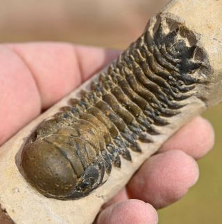 Trilobite Fossil,  Crotalocephalus Gibbus From Morocco 2