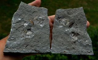 Small Heteromorph Ammonite Fossil Mortality Plate Aptian Bulgaria A51