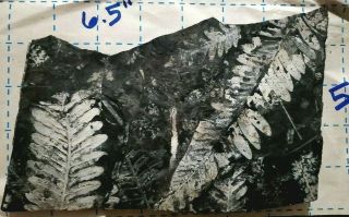 6.  5×5 " Museum Quality,  Double Sided Carboniferous Fern Fossil,  St.  Claire Pa