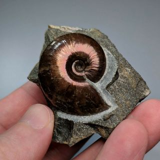 3,  5 Cm (1,  4 In) Ammonite Beudanticeras Shell Cretaceous Russia Russian Ammonit