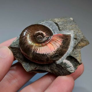 3,  5 cm (1,  4 in) Ammonite Beudanticeras shell cretaceous Russia russian ammonit 2
