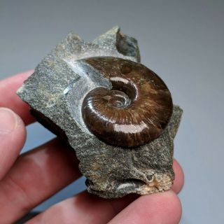 3,  5 cm (1,  4 in) Ammonite Beudanticeras shell cretaceous Russia russian ammonit 3
