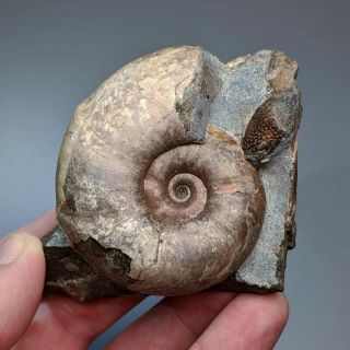 6,  1 Cm (2,  4 In) Ammonite Melchiorites Shell Cretaceous Russia Russian Ammonit