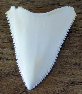 1.  668 " Upper Principle Nature Modern Great White Shark Tooth (teeth)
