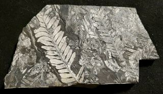 9×6 Museum Quality White Carboniferous Plant Fern Fossil St Clair Pennsylvanian