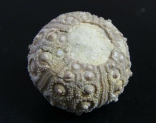 - Top - Urchin Fossil.  Nenoticidaris Mercieri.  Jurassic.  Morocco Nºcx5