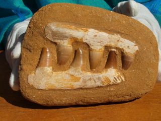 Mosasaur Dinosaur Jaw Section With Fossil Teeth 6.  375 " Inch