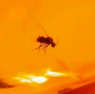 Blood Drawing Fly With Homopteran Insect In Authentic Dominican Amber Fossil Gem