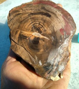 Arizona natural Petrified wood full round log 1 lb 10 ounce 2