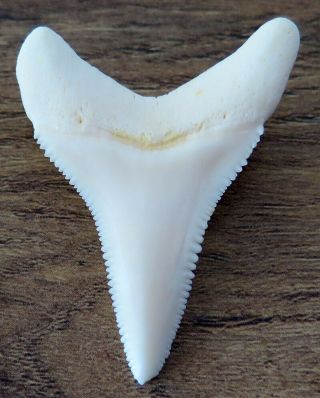 1.  846 " Lower Nature Modern Great White Shark Tooth (teeth)
