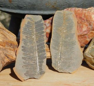 Museum Quality Fern Fossil In Shale Stone Missouri Carboniferous Pennsylvania