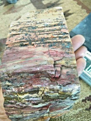 Rainbow Arizona Petrified wood full round 2 lb 15 ounce 2