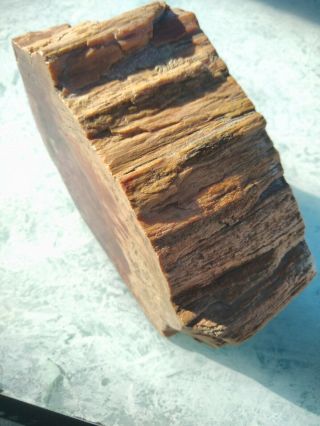 Rainbow Arizona Petrified wood full round 2 lb 15 ounce 3