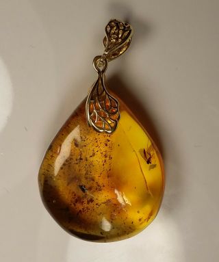 Huge Insect Inclusion In Baltic Amber Gold Plated Silver Pendant 6.  2 G.