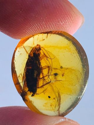 Big Adult Cockroach Burmite Myanmar Burmese Amber Insect Fossil Dinosaur Age
