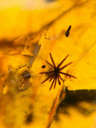 Unknown Plant Flower Burmite Myanmar Burmese Amber Insect Fossil Dinosaur Age