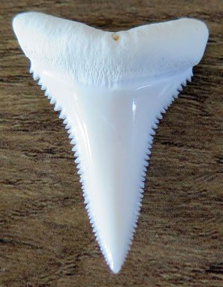 1.  470 " Lower Nature Modern Great White Shark Tooth (teeth)
