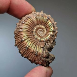 4,  6 Cm (1,  8 In) Ammonite Kosmoceras Pyrite Jurassic Russia Fossil Ammonit