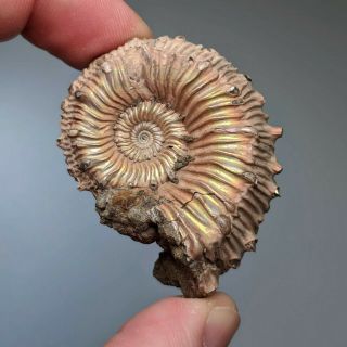 4,  6 cm (1,  8 in) Ammonite Kosmoceras pyrite jurassic Russia fossil ammonit 2