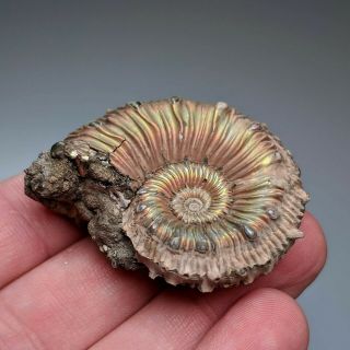 4,  6 cm (1,  8 in) Ammonite Kosmoceras pyrite jurassic Russia fossil ammonit 3