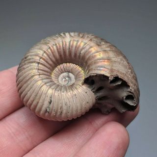 5 Cm (2 In) Ammonite Shell Eboraciceras Jurassic Pyrite Russia Fossil